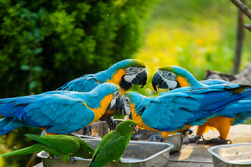 Blue macaw in the Chandigarh bird park