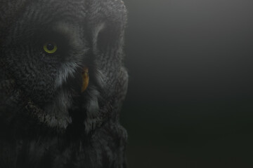 Great grey Owl portrait