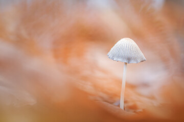 Close up of mushroom with orange leafs in the background