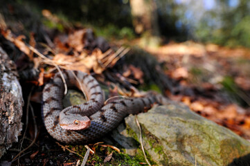 Asp Viper // Aspisviper (Vipera aspis) - Jura Mountains, Switzerland 