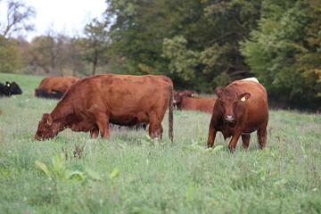 angus cows grassing on a meadow with green grass