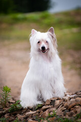 Chinese crested dog obediently stands in nature