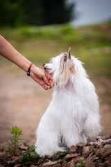 A Man's Hand Strokes a Chinese Crested Dog