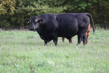 big strong black angus bull on a meadow with green grass