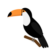 Toucan isolated on white background. Vector illustration of tropical bird. Flat clip art