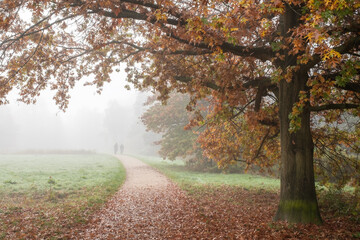 Obraz premium Northern red oak next to the path, against the backdrop of a group of cyclists in the fog. 