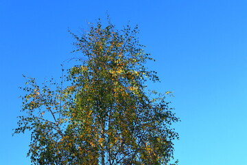 Autumn tree tops. Blue sky in the background. Nice warm day outside. Värmland, Sweden, Europe.