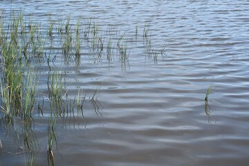 River water surface with plants in Florida nature