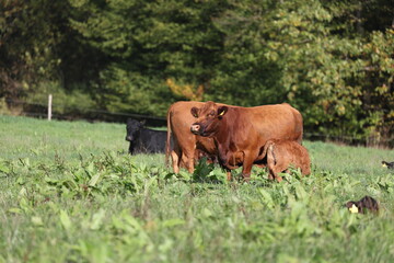 cute angus calf with mother cow on a meadow with green grass