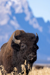 Bison in Grand Teton National Park Wyoming in Autumn