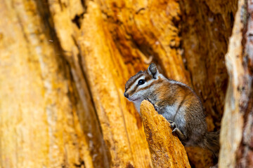 cute squirrel sitting in a tree during winter in bryce canyon national park; The Uintah Chipmunk (Eutamius umbrinus); winter in usa, utah