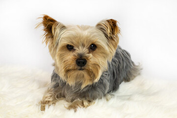 Yorkshire terrier dog lies on the carpet and looks into the camera on a white background.Pet shop concept, postcard, banner, shopping, help, pets, shelter, advertising, invitation, announcement