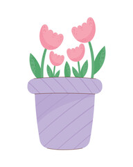 roses flowers in lilac pot