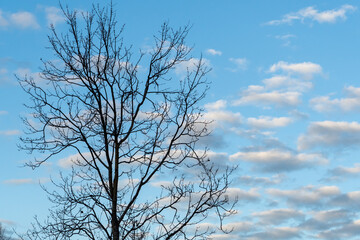 Fototapeta na wymiar tree against sky with clouds