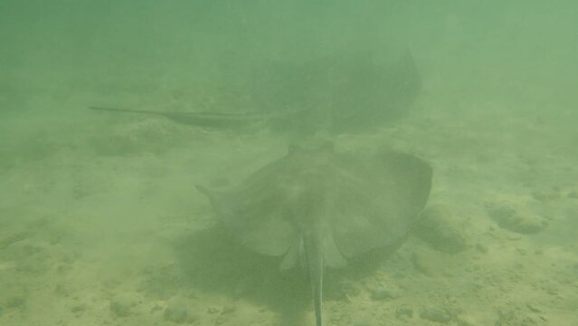Sting rays at Dolphin Cove Jamaica