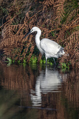 Naklejka premium Egret looking for his morning breakfast