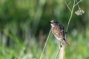 A bird sitting on a branch in a field.