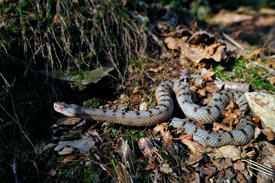 Asp Viper // Aspisviper (Vipera aspis) - Jura Mountains, Switzerland 