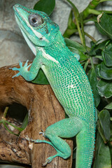 Anolis is a knight. Anolis equestris. close-up.