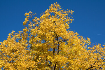 Germany: Yellow leaves on tree against blue sky