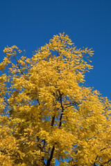 Germany: Yellow leaves on tree against blue sky