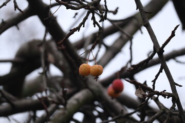Last fruit