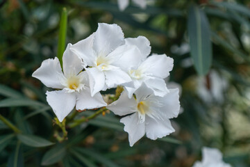 Obraz premium Nerium Oleander, white flowers and foliage