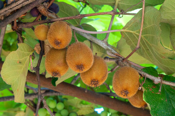 Fresh kiwi fruit on tree growing. The ripe kiwi hangs
