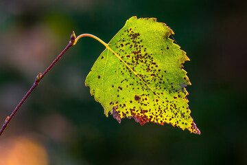 The autumn birch leaf illuminated by beams of the sun.