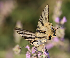 Un flambé, joli papillon, sur la lavande