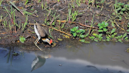 Lone comb-crested jacana walking the muddy banks of Yellow Water Billabong. Kakadu-Australia-246
