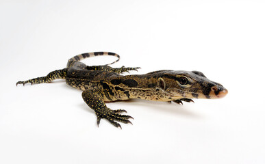 Bindenwaran // Asian water monitor (Varanus salvator)