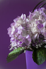 A sprig of hydrangea in a gift box on a lilac background close-up.