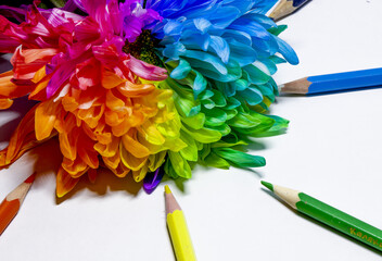 Seven colors of the rainbow from pencils and chrysanthemums.