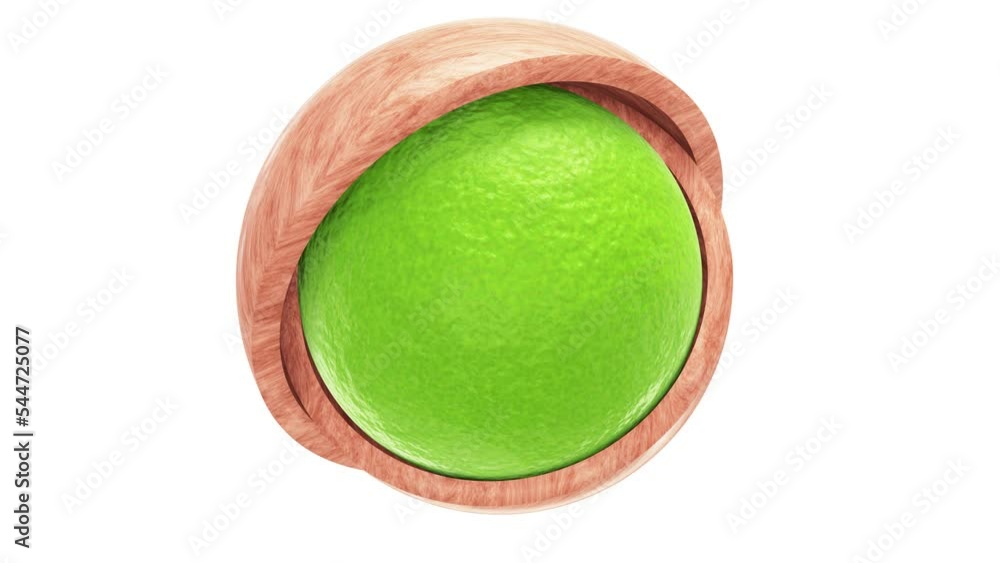 Poster realistic looping 3d animation of the spinning beautiful ripe lime peel sphere inside of two polishe