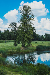 Fototapeta na wymiar green tree by the small lake, vertical format