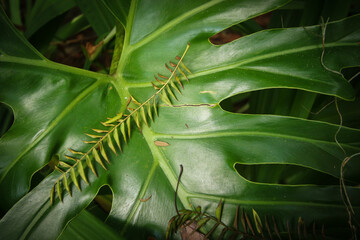 Smaller palm debris on top of green palm fronds growing in botanical gardens in Central Florida