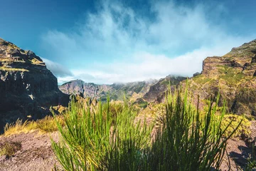 Foto op Canvas Beautiful mountain flora from the hiking trail to Pico Ruivo in the morning. Pico do Arieiro, Madeira Island, Portugal, Europe. © Michael
