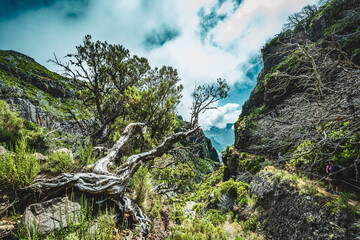 Photogenic dead tree branch in a forest of dead trees along scenic hike trail. Vereda do Pico...