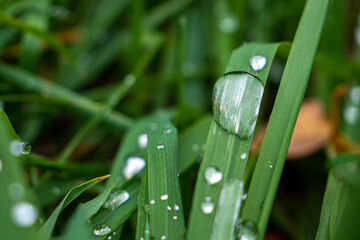Ros&eacute;e sur herbe