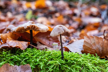 Champignons en for&ecirc;t