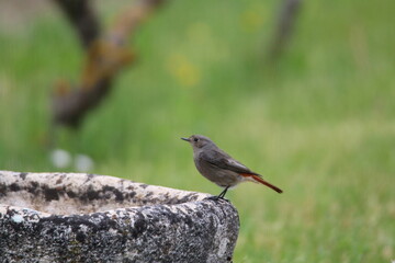 Rouge-queue femelle