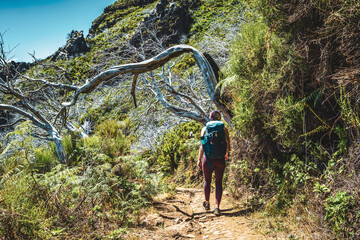 Hiker with backpack walking through a scenic forest of dead trees in the afternoon. Verade do Pico...