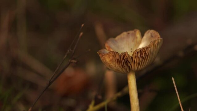 Close-up of a small brown mushroom waving a little bit in the wind (Yellow Fieldcap mushroom, Bolbitius titubans)
