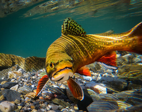 Brook trout in sunlit waters in autumn