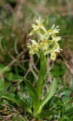 Orchis pâle