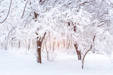 Winter landscape. Trees covered with snow in the winter forest in the early morning