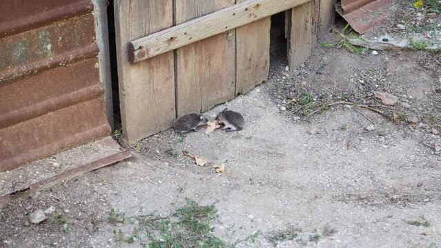 A pair of small hedgehogs with big ears eat meat. Selective focus.