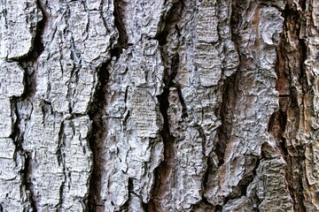 Bark of a tree in Colbun, Chile