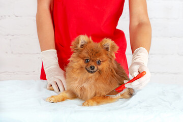 Purebred dog puppy close-up. Pomeranian Spitz grooming. Happy dog at the groomer. A pet dog is being prepared for an exhibition